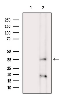 Invitrogen Phospho-Crk (Tyr221) Polyclonal Antibody 100 &mu;L; Unconjugated:Antibodies,