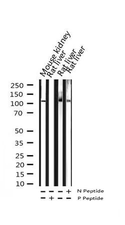 Invitrogen Phospho-PLA2G4A (Ser505) Polyclonal Antibody 100 μL; Unconjugated:Antibodies,