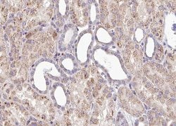 Invitrogen Phospho-SOX9 (Ser181) Polyclonal Antibody 100 &mu;L; Unconjugated:Antibodies,