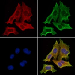 Invitrogen Phospho-GSK3 alpha/beta (Tyr279, Tyr216) Polyclonal Antibody