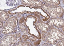 Invitrogen Phospho-GSK3 alpha/beta (Tyr279, Tyr216) Polyclonal Antibody