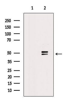 Invitrogen Phospho-VASP (Ser157) Polyclonal Antibody 100 &mu;L; Unconjugated:Antibodies,