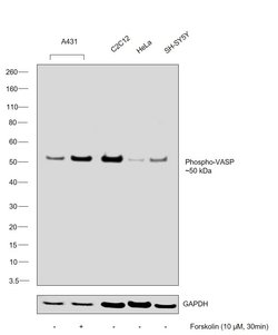 Invitrogen Phospho-VASP (Ser157) Polyclonal Antibody 100 &mu;L; Unconjugated:Antibodies,