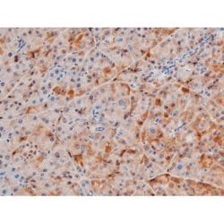 Invitrogen Phospho-LIMK2 (Ser283) Polyclonal Antibody 100 &mu;L; Unconjugated:Antibodies,