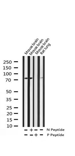 Invitrogen Phospho-LIMK2 (Ser283) Polyclonal Antibody 100 &mu;L; Unconjugated:Antibodies,