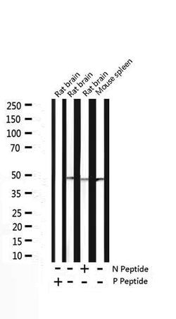 Invitrogen Phospho-Caspase 9 (Thr125) Polyclonal Antibody 100 &mu;L | Buy Online | Invitrogen&trade; | Fisher Scientific