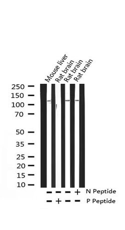 Invitrogen Phospho-HDAC4 (Ser632) Polyclonal Antibody 100 &mu;L; Unconjugated:Antibodies,