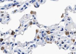 Invitrogen Phospho-p130Cas (Tyr410) Polyclonal Antibody 100 &mu;L; Unconjugated:Antibodies,