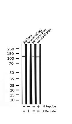 Invitrogen Phospho-p130Cas (Tyr410) Polyclonal Antibody 100 &mu;L; Unconjugated:Antibodies,