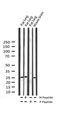 Phospho-14-3-3 zeta (Ser58) Polyclonal Antibody:Antibodies, Polyclonal
