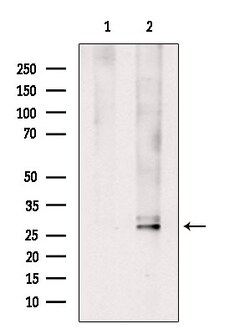 Invitrogen Phospho-14-3-3 zeta (Thr232) Polyclonal Antibody 100 &mu;L;