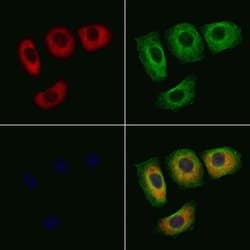 Invitrogen Phospho-14-3-3 zeta (Thr232) Polyclonal Antibody 100 &mu;L;