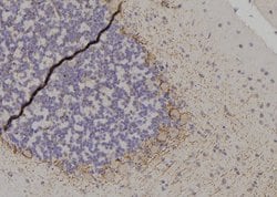 Invitrogen Phospho-14-3-3 zeta (Thr232) Polyclonal Antibody 100 &mu;L;