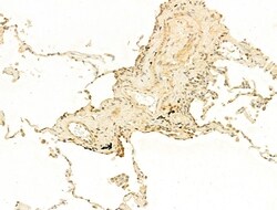 Invitrogen Phospho-Histone H3 (Ser11) Polyclonal Antibody 100 &mu;L; Unconjugated:Antibodies,