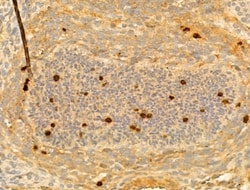 Invitrogen Phospho-Histone H3 (Ser11) Polyclonal Antibody 100 &mu;L; Unconjugated:Antibodies,