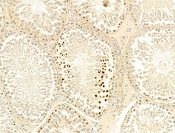 Invitrogen Phospho-Histone H3 (Ser11) Polyclonal Antibody 100 &mu;L; Unconjugated:Antibodies,