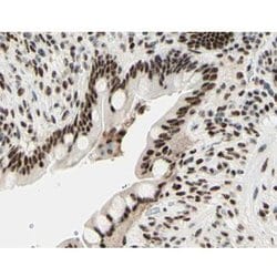 Invitrogen Phospho-Histone H3 (Ser11) Polyclonal Antibody 100 &mu;L; Unconjugated:Antibodies,