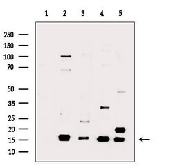 Invitrogen Phospho-Histone H3 (Ser11) Polyclonal Antibody 100 &mu;L; Unconjugated:Antibodies,