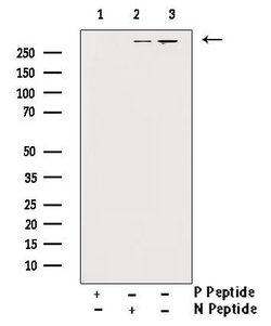 Invitrogen Phospho-DNA-PK (Thr2647) Polyclonal Antibody 100 μL; Unconjugated:Antibodies,