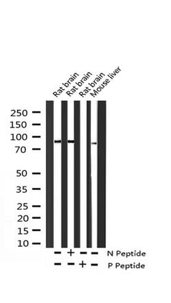 Invitrogen Phospho-ADAM17 (Thr735) Polyclonal Antibody 100 &mu;L | Buy Online | Invitrogen&trade; | Fisher Scientific