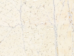 Invitrogen Phospho-Smad3 (Ser425) Polyclonal Antibody 100 &mu;L; Unconjugated:Antibodies,