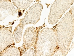 Invitrogen Phospho-Smad3 (Ser425) Polyclonal Antibody 100 &mu;L; Unconjugated:Antibodies,