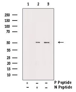 Invitrogen Phospho-Smad3 (Thr179) Polyclonal Antibody 100 &mu;L; Unconjugated:Antibodies,
