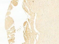 Invitrogen Phospho-Smad3 (Thr179) Polyclonal Antibody 100 &mu;L; Unconjugated:Antibodies,