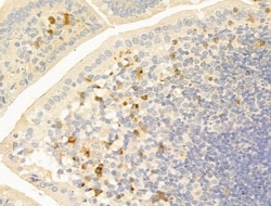 Invitrogen Phospho-Smad3 (Thr179) Polyclonal Antibody 100 &mu;L; Unconjugated:Antibodies,