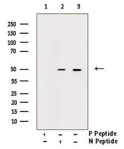 Invitrogen Phospho-Smad3 (Ser204) Polyclonal Antibody 100 &mu;L | Buy Online | Invitrogen&trade; | Fisher Scientific