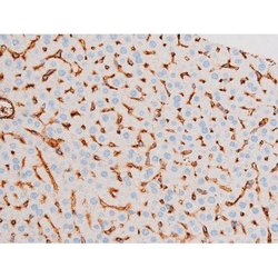 Invitrogen Phospho-Smad3 (Ser213) Polyclonal Antibody 100 &mu;L | Buy Online | Invitrogen&trade; | Fisher Scientific