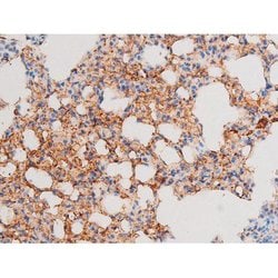 Invitrogen Phospho-Smad3 (Ser213) Polyclonal Antibody 100 &mu;L | Buy Online | Invitrogen&trade; | Fisher Scientific