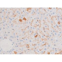 Invitrogen Phospho-Smad3 (Ser213) Polyclonal Antibody 100 &mu;L | Buy Online | Invitrogen&trade; | Fisher Scientific