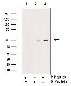 Invitrogen Phospho-Smad3 (Ser213) Polyclonal Antibody 100 &mu;L | Buy Online | Invitrogen&trade; | Fisher Scientific