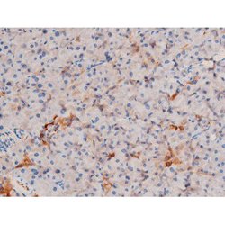 Invitrogen Phospho-XIAP (Ser87) Polyclonal Antibody 100 &mu;L; Unconjugated:Antibodies,