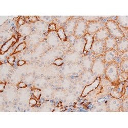 Invitrogen Phospho-XIAP (Ser87) Polyclonal Antibody 100 &mu;L; Unconjugated:Antibodies,