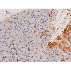 Invitrogen Phospho-XIAP (Ser87) Polyclonal Antibody 100 &mu;L; Unconjugated:Antibodies,