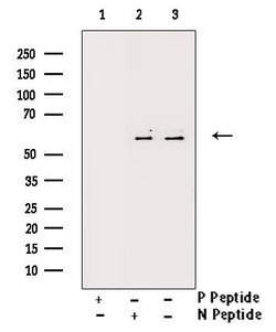 Invitrogen Phospho-XIAP (Ser87) Polyclonal Antibody 100 &mu;L; Unconjugated:Antibodies,