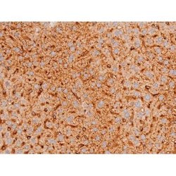 Invitrogen Phospho-FOXO4 (Thr451) Polyclonal Antibody 100 &mu;L; Unconjugated:Antibodies,