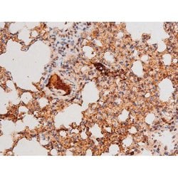 Invitrogen Phospho-FOXO4 (Thr451) Polyclonal Antibody 100 &mu;L; Unconjugated:Antibodies,
