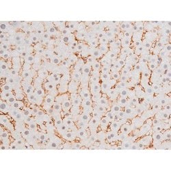 Invitrogen Phospho-FOXO4 (Thr451) Polyclonal Antibody 100 &mu;L; Unconjugated:Antibodies,