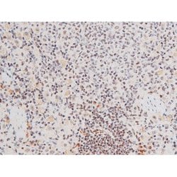 Invitrogen Phospho-FOXO4 (Thr451) Polyclonal Antibody 100 &mu;L; Unconjugated:Antibodies,