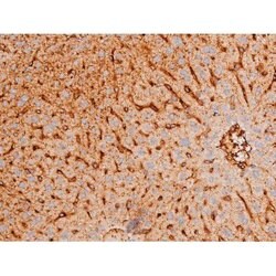 Invitrogen Phospho-FOXO4 (Thr451) Polyclonal Antibody 100 &mu;L; Unconjugated:Antibodies,