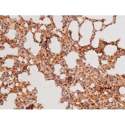 Invitrogen Phospho-FOXO4 (Thr451) Polyclonal Antibody 100 &mu;L; Unconjugated:Antibodies,