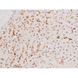 Invitrogen Phospho-FOXO4 (Thr451) Polyclonal Antibody 100 &mu;L; Unconjugated:Antibodies,
