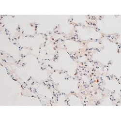Invitrogen Phospho-FOXO4 (Thr451) Polyclonal Antibody 100 &mu;L; Unconjugated:Antibodies,