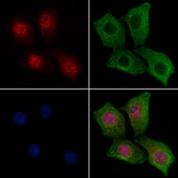 Invitrogen Phospho-E2F1 (Thr433) Polyclonal Antibody 100 &mu;L; Unconjugated:Antibodies,