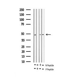 Invitrogen Phospho-E2F1 (Thr433) Polyclonal Antibody 100 &mu;L; Unconjugated:Antibodies,