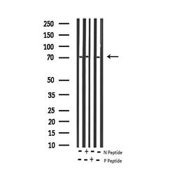Invitrogen Phospho-RelB (Ser573) Polyclonal Antibody 100 &mu;L | Buy Online | Invitrogen&trade; | Fisher Scientific