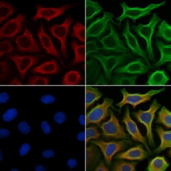 Invitrogen Phospho-MEK1 (Thr292) Polyclonal Antibody 100 &mu;L; Unconjugated:Antibodies,